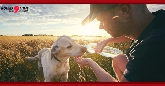 how to beat the heat without ac. Image shows dog drinking water