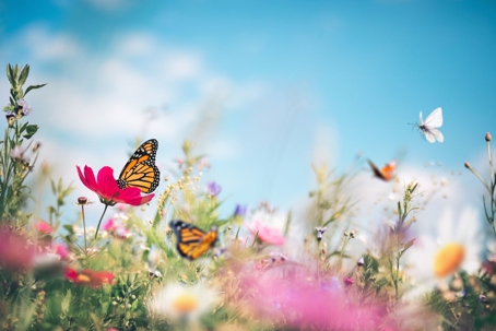 Butterflies with flowers