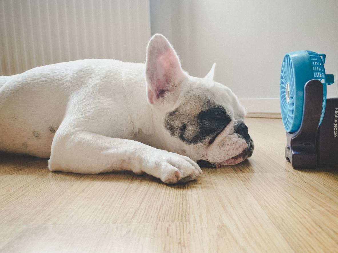Dog in front of fan